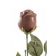Rose en chocolat
