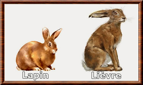 difference-lapin-lievre